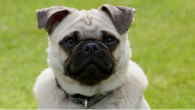 110415144733_perro_observador_304x171_bbc_nocredit.jpg